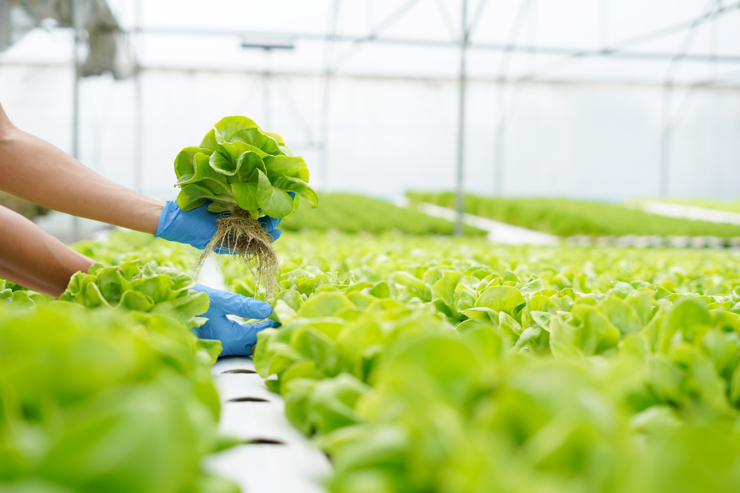 farmer_holding_checking_fresh_vegetables_greenhouse_hydroponics_farm.jpg